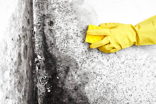 Best Commercial Mold Removal  in Taylorsville, NC