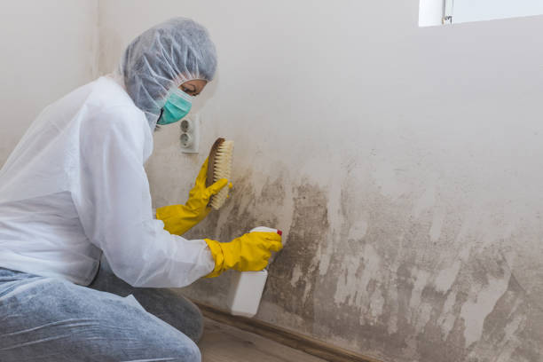 Best Attic Mold Removal  in Taylorsville, NC