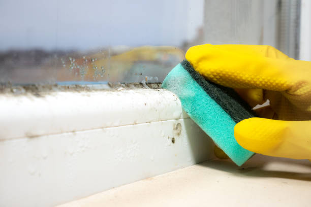 Best Mold Cleaning Services  in Taylorsville, NC