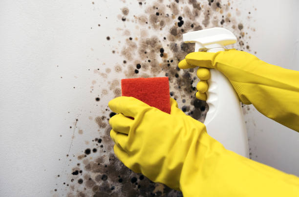 Best Mold Remediation  in Taylorsville, NC